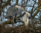 Herons 11.jpg