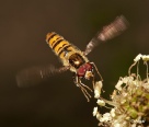 Hoverfly2 16.jpg