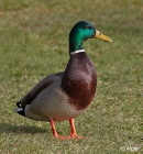 Mallards 05.jpg