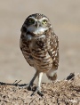Burrow owls 12.jpg