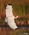 White ibis 12.jpg