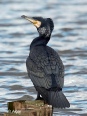 Cormorant 20.jpg