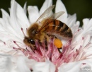 Bees 09.jpg