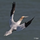 Gannets 07.jpg