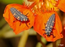 Ladybird 09.jpg