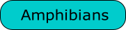 Amphibians
