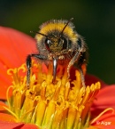 Bumblebees 15.jpg