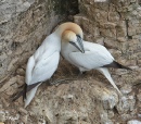 Gannets 16.jpg