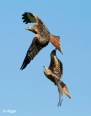 Red kites 08.jpg