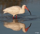 White ibis 15.jpg