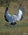 Wood storks 03.jpg