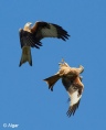 Red kites 07.jpg
