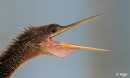 Anhinga 15.jpg
