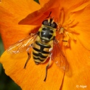 Hoverfly1 18.jpg