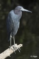 Herons 19.jpg