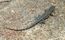 Reptiles2 11.jpg