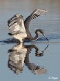 Herons 15.jpg