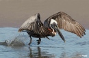 Pelicans 19.jpg