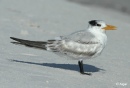 Terns 08.jpg
