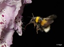 Bumblebees 07.jpg