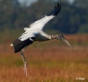 Wood storks 11.jpg