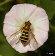 Hoverfly1 17.jpg