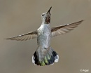 Hummingbird 11.jpg