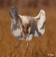 White ibis 16.jpg