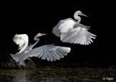 Egrets1 14.jpg
