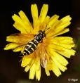 Hoverfly3 10.jpg