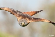 Red kites 05.jpg