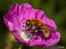 Hoverfly1 06.jpg