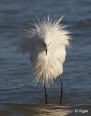 Egrets2 02.jpg