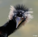 Anhinga 12.jpg