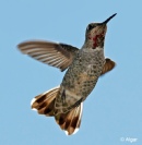 Hummingbird 15.jpg