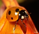 Ladybird 04.jpg