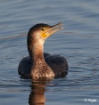 Cormorant 05.jpg