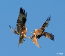 Red kites 06.jpg