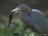 Herons 05.jpg