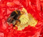 Bumblebees 10.jpg