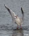 Gulls 19.jpg