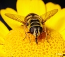 Hoverfly2 02.jpg