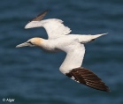 Gannets 02.jpg