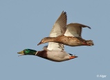 Mallards 06.jpg