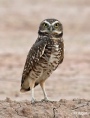 Burrow owls 17.jpg