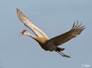 Sand cranes 11.jpg