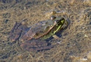 Frogs 10.jpg