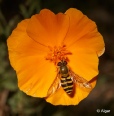 Hoverfly1 19.jpg