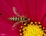 Hoverfly1 01.jpg