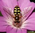 Hoverfly2 12.jpg